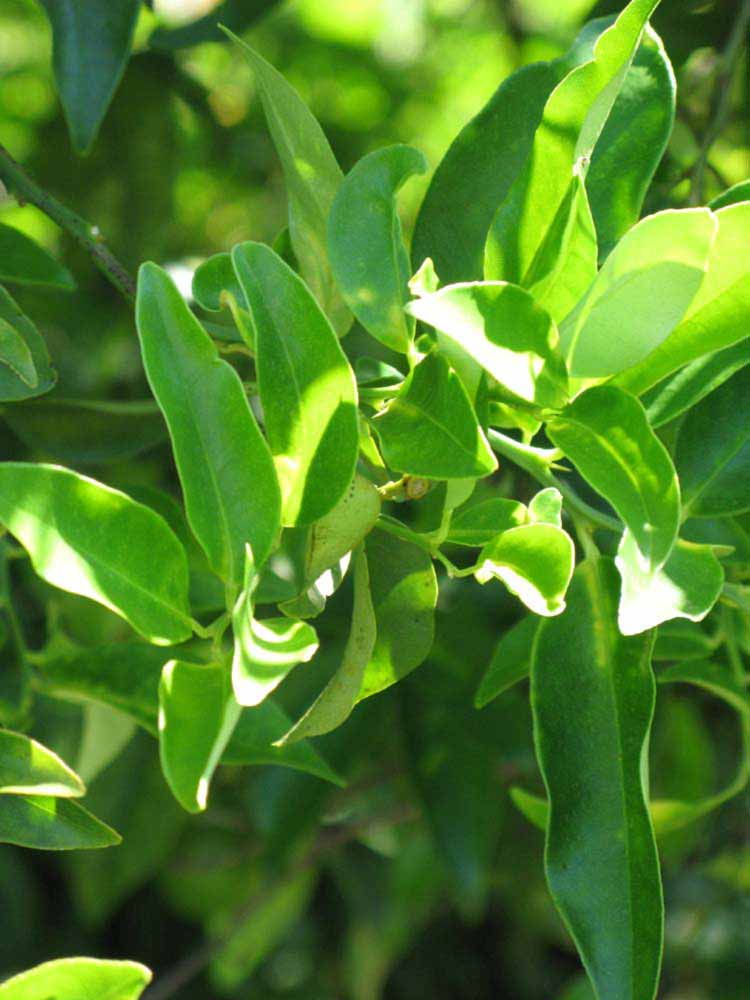              Sun leaves (Winter Haven, FL)       